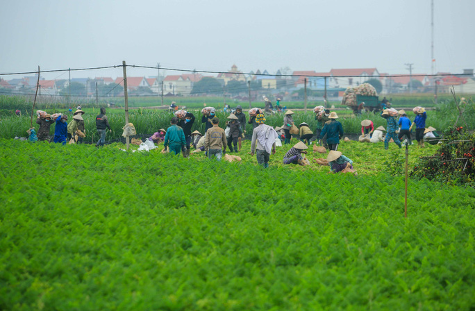 Video ảnh: Người dân Hải Dương nhộn nhịp thu hoạch cà rốt - 7 Video ảnh: Người dân Hải Dương nhộn nhịp thu hoạch cà rốt - 7