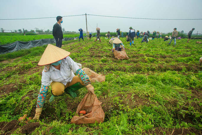 Video ảnh: Người dân Hải Dương nhộn nhịp thu hoạch cà rốt - 2 Video ảnh: Người dân Hải Dương nhộn nhịp thu hoạch cà rốt - 2