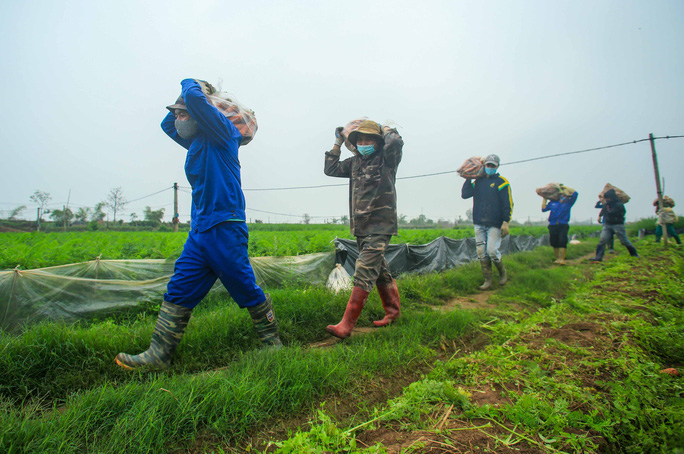 Video ảnh: Người dân Hải Dương nhộn nhịp thu hoạch cà rốt - 4 Video ảnh: Người dân Hải Dương nhộn nhịp thu hoạch cà rốt - 4