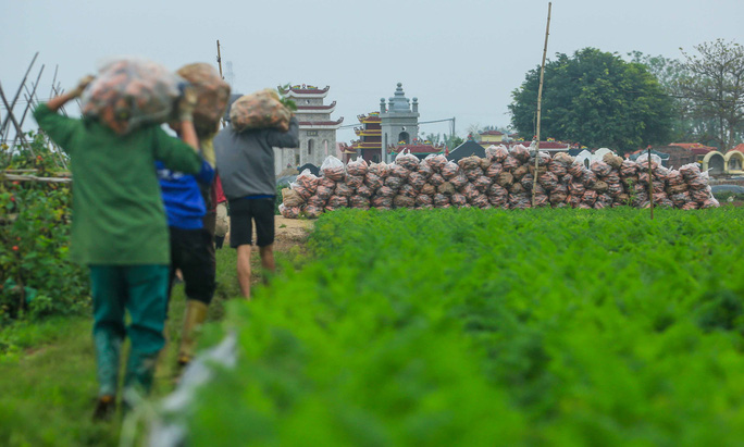 Video ảnh: Người dân Hải Dương nhộn nhịp thu hoạch cà rốt - 13 Video ảnh: Người dân Hải Dương nhộn nhịp thu hoạch cà rốt - 13