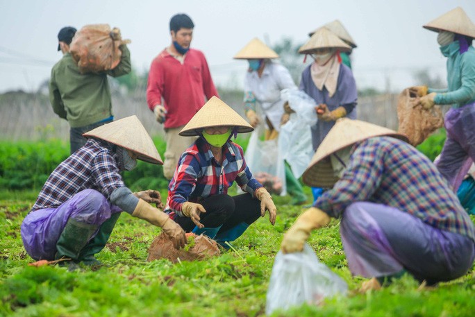 Video ảnh: Người dân Hải Dương nhộn nhịp thu hoạch cà rốt - 9 Video ảnh: Người dân Hải Dương nhộn nhịp thu hoạch cà rốt - 9