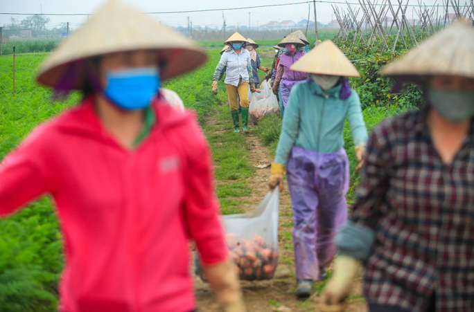 Video ảnh: Người dân Hải Dương nhộn nhịp thu hoạch cà rốt - 14 Video ảnh: Người dân Hải Dương nhộn nhịp thu hoạch cà rốt - 14