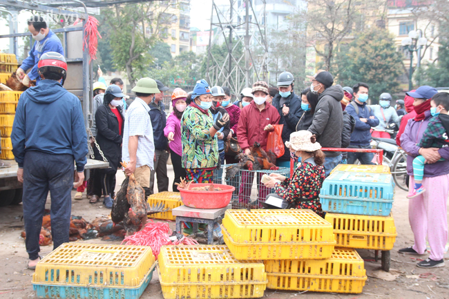 Người dân Hà Nội 'giải cứu' 20 tấn gà đồi Hải Dương chỉ trong 5 ngày - 1 Người dân Hà Nội 'giải cứu' 20 tấn gà đồi Hải Dương chỉ trong 5 ngày - 1