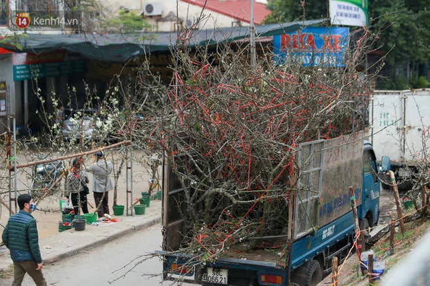 Người Hà Nội rộ mốt chơi hoa lê tiền triệu sau Tết, chuyên gia lên tiếng: 'Nên cấm việc chặt lê rừng' Người Hà Nội rộ mốt chơi hoa lê tiền triệu sau Tết, chuyên gia lên tiếng: 'Nên cấm việc chặt lê rừng'