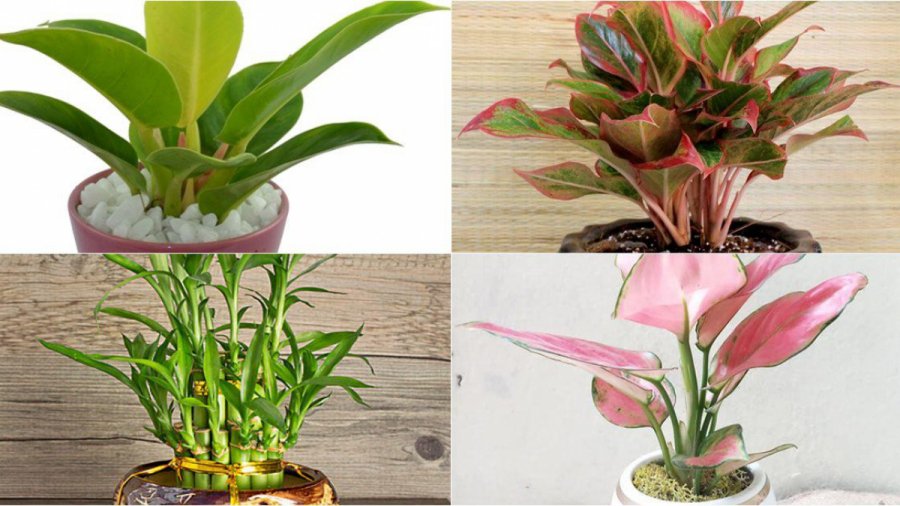'Hối lộ' Thần Tài bằng cách đặt 5 loại cây này lên bàn thờ giúp gia chủ làm gì cũng phát, viên mãn thành công 'Hối lộ' Thần Tài bằng cách đặt 5 loại cây này lên bàn thờ giúp gia chủ làm gì cũng phát, viên mãn thành công
