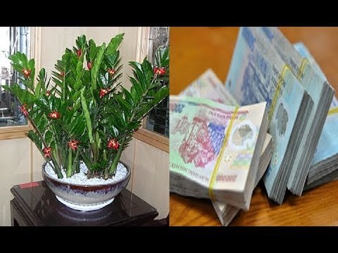 'Hối lộ' Thần Tài bằng cách đặt 5 loại cây này lên bàn thờ giúp gia chủ làm gì cũng phát, viên mãn thành công - 1 'Hối lộ' Thần Tài bằng cách đặt 5 loại cây này lên bàn thờ giúp gia chủ làm gì cũng phát, viên mãn thành công - 1