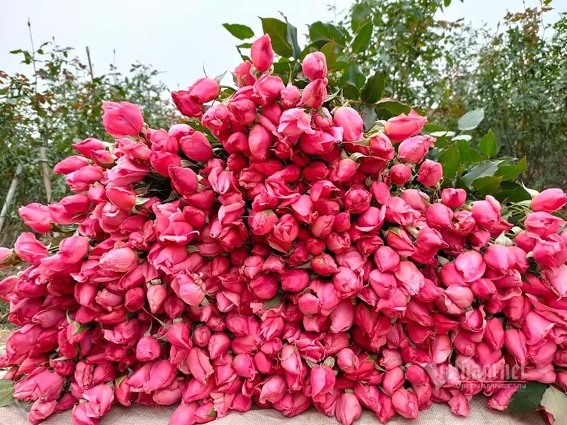 Hoa hồng tăng giá gấp 5, dân buôn tranh mua nhà vườn cháy hàng - 1 Hoa hồng tăng giá gấp 5, dân buôn tranh mua nhà vườn cháy hàng - 1