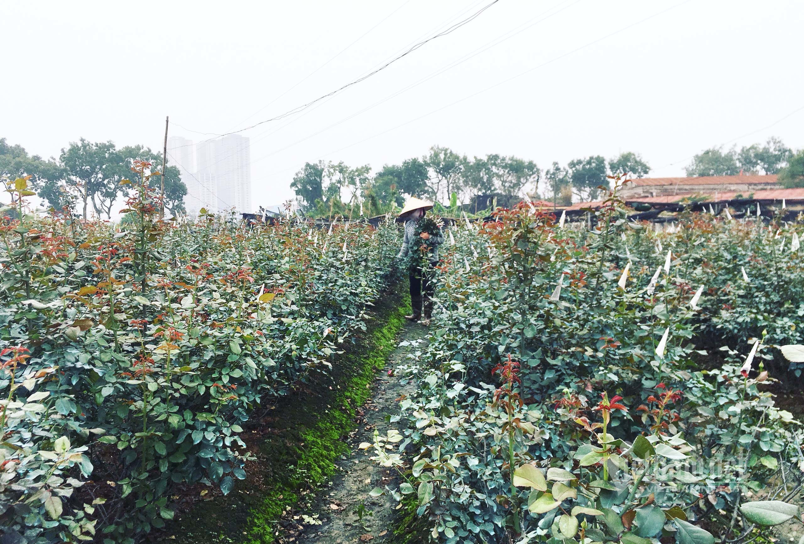 Hoa hồng tăng giá gấp 5, dân buôn tranh mua nhà vườn cháy hàng - 2 Hoa hồng tăng giá gấp 5, dân buôn tranh mua nhà vườn cháy hàng - 2