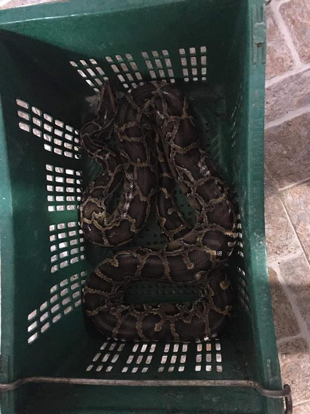 Kinh hãi phát hiện trăn gấm nặng 7kg bò vào vườn nhà dân ở Hà Tĩnh Kinh hãi phát hiện trăn gấm nặng 7kg bò vào vườn nhà dân ở Hà Tĩnh