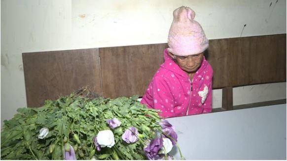 Cụ bà 86 tuổi trồng thuốc phiện trên nương Cụ bà 86 tuổi trồng thuốc phiện trên nương
