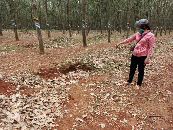Bắt kẻ đánh đập nữ sinh lớp 6 trong lô cao su - 1 Bắt kẻ đánh đập nữ sinh lớp 6 trong lô cao su - 1