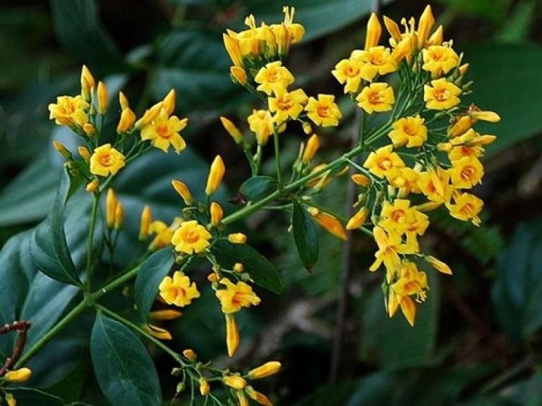 Nữ sinh lớp 7 tự tử bằng lá ngón vì đòi bố mua xe máy không được