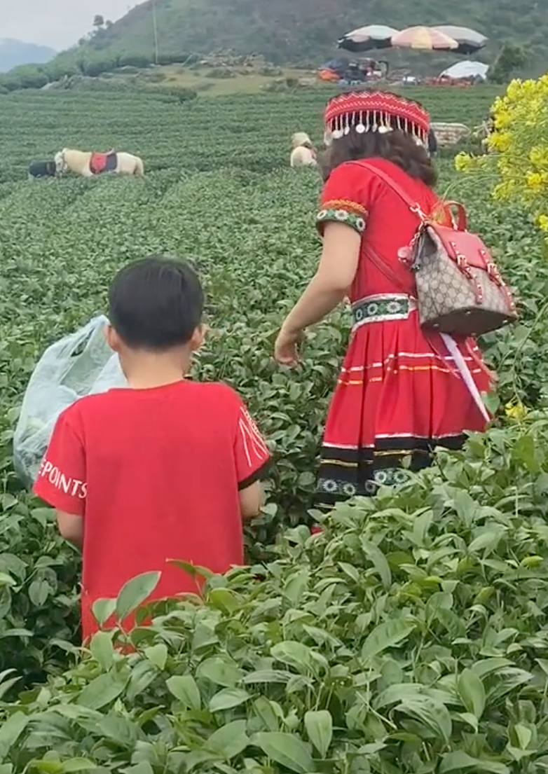 Cộng đồng mạng truy tìm danh tính người phụ nữ vô ý thức thẳng tay vặt sạch ngọn chè trên đồi chè mang về - 2 Cộng đồng mạng truy tìm danh tính người phụ nữ vô ý thức thẳng tay vặt sạch ngọn chè trên đồi chè mang về - 2