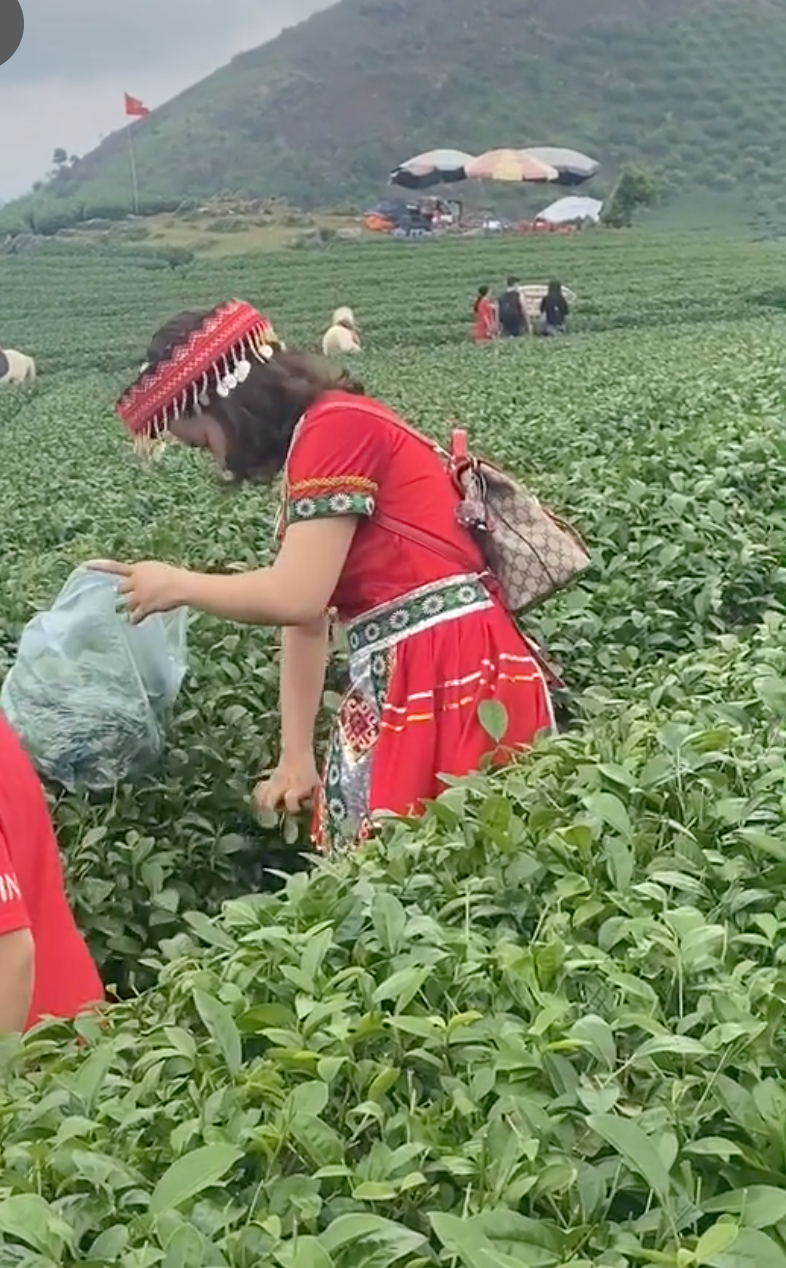 Cộng đồng mạng truy tìm danh tính người phụ nữ vô ý thức thẳng tay vặt sạch ngọn chè trên đồi chè mang về - 5 Cộng đồng mạng truy tìm danh tính người phụ nữ vô ý thức thẳng tay vặt sạch ngọn chè trên đồi chè mang về - 5