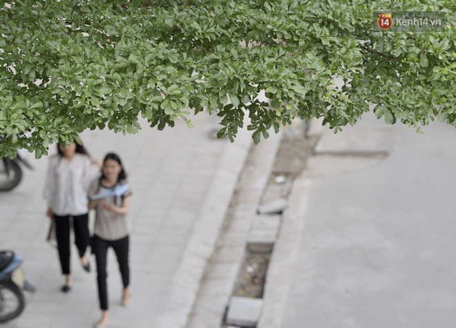 Ảnh: Phong lá đỏ 'thất bại' và đây là những hình ảnh xanh mướt của bàng lá nhỏ - loại cây sẽ thay thế hàng phong trong tương lai - 12 Ảnh: Phong lá đỏ 'thất bại' và đây là những hình ảnh xanh mướt của bàng lá nhỏ - loại cây sẽ thay thế hàng phong trong tương lai - 12