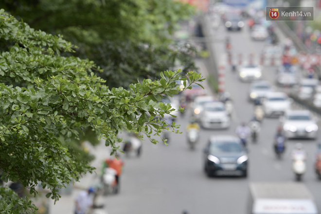 Ảnh: Phong lá đỏ 'thất bại' và đây là những hình ảnh xanh mướt của bàng lá nhỏ - loại cây sẽ thay thế hàng phong trong tương lai - 9 Ảnh: Phong lá đỏ 'thất bại' và đây là những hình ảnh xanh mướt của bàng lá nhỏ - loại cây sẽ thay thế hàng phong trong tương lai - 9