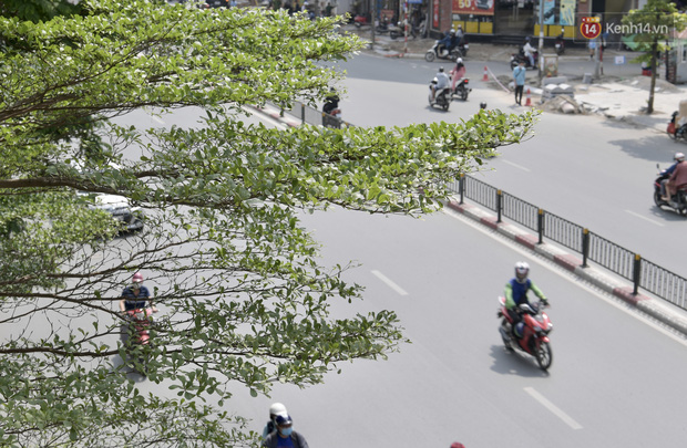 Ảnh: Phong lá đỏ 'thất bại' và đây là những hình ảnh xanh mướt của bàng lá nhỏ - loại cây sẽ thay thế hàng phong trong tương lai - 17 Ảnh: Phong lá đỏ 'thất bại' và đây là những hình ảnh xanh mướt của bàng lá nhỏ - loại cây sẽ thay thế hàng phong trong tương lai - 17