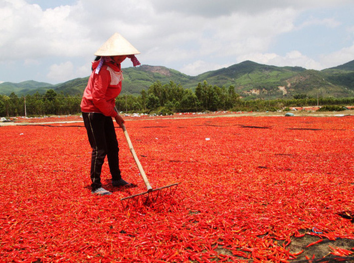 Ớt rớt giá 50 lần, bán 1kg không mua nổi gói mì tôm Ớt rớt giá 50 lần, bán 1kg không mua nổi gói mì tôm
