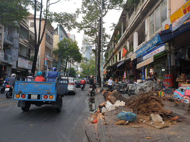 TP.HCM: Cây xanh ngã đổ ra đường, đè trúng tài xế Gojek đang chở khách nữ lưu thông - 2 TP.HCM: Cây xanh ngã đổ ra đường, đè trúng tài xế Gojek đang chở khách nữ lưu thông - 2