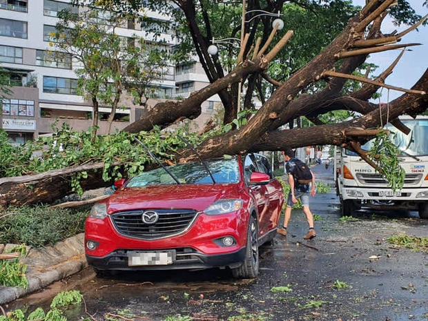 TP.HCM: Cây xanh ngã đổ ra đường, đè trúng tài xế Gojek đang chở khách nữ lưu thông - 3 TP.HCM: Cây xanh ngã đổ ra đường, đè trúng tài xế Gojek đang chở khách nữ lưu thông - 3