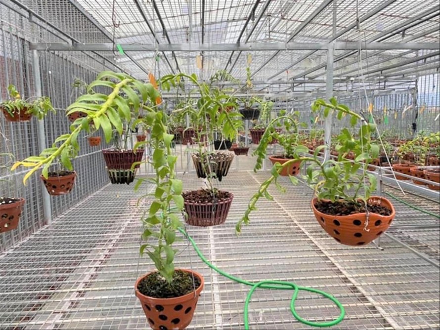 Quảng cáo giao dịch lan đột biến trăm tỷ: Một tấc đến trời Quảng cáo giao dịch lan đột biến trăm tỷ: Một tấc đến trời