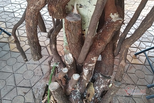 Giàn hoa giấy chục năm tuổi bị triệt hạ, nghi do cạnh tranh khách quán cà phê - 2 Giàn hoa giấy chục năm tuổi bị triệt hạ, nghi do cạnh tranh khách quán cà phê - 2