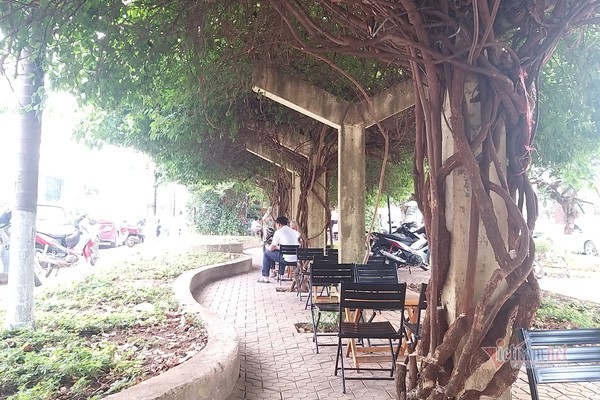 Giàn hoa giấy chục năm tuổi bị triệt hạ, nghi do cạnh tranh khách quán cà phê - 3 Giàn hoa giấy chục năm tuổi bị triệt hạ, nghi do cạnh tranh khách quán cà phê - 3