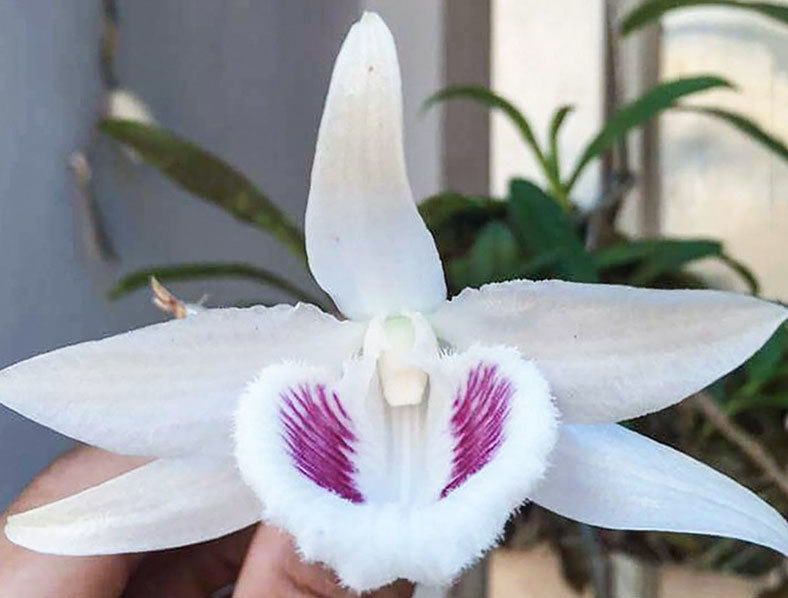 Lan đột biến: Chỉ lạ không hiếm, nhân giống cả loạt bán giá vài ngàn/cây - 1 Lan đột biến: Chỉ lạ không hiếm, nhân giống cả loạt bán giá vài ngàn/cây - 1