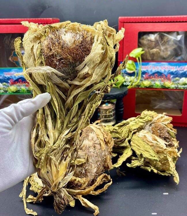 Hội chị em săn tuyết liên hoa được đồn thổi là thần dược cho nhan sắc Hội chị em săn tuyết liên hoa được đồn thổi là thần dược cho nhan sắc