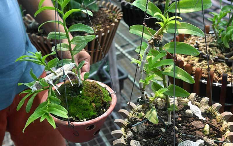 Vạch trần mánh lới đằng sau những vụ mua bán lan đột biến bạc tỷ Vạch trần mánh lới đằng sau những vụ mua bán lan đột biến bạc tỷ