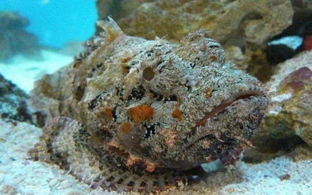 Đặc sản 'hung thần đại dương' ở Nha Trang 'bay' về Hà Nội giá 2 - 3 triệu đồng/kg Đặc sản 'hung thần đại dương' ở Nha Trang 'bay' về Hà Nội giá 2 - 3 triệu đồng/kg