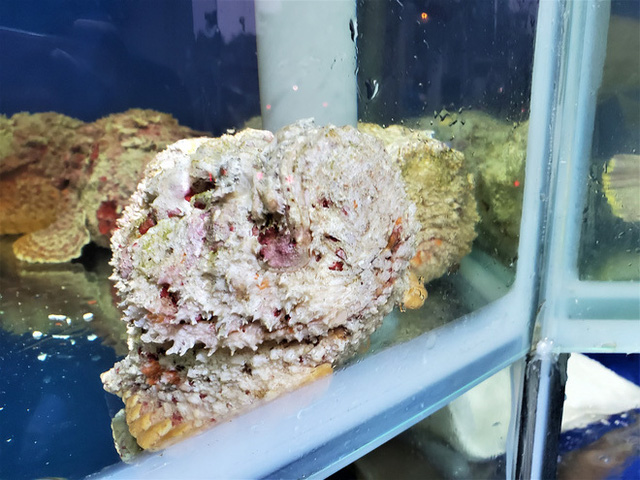 Đặc sản 'hung thần đại dương' ở Nha Trang 'bay' về Hà Nội giá 2 - 3 triệu đồng/kg - 2 Đặc sản 'hung thần đại dương' ở Nha Trang 'bay' về Hà Nội giá 2 - 3 triệu đồng/kg - 2