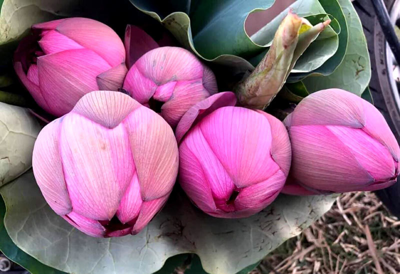 Sốt hoa sen ngàn cánh chào hè, chị em Hà thành ráo riết lùng mua - 1 Sốt hoa sen ngàn cánh chào hè, chị em Hà thành ráo riết lùng mua - 1