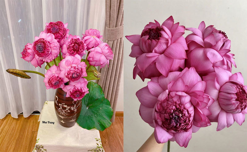 Sốt hoa sen ngàn cánh chào hè, chị em Hà thành ráo riết lùng mua - 4 Sốt hoa sen ngàn cánh chào hè, chị em Hà thành ráo riết lùng mua - 4