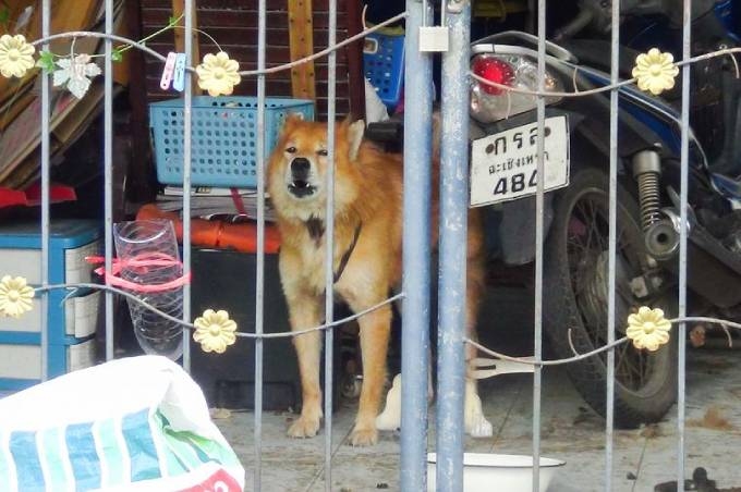 Chó một mình ở nhà chờ chủ qua đời vì Covid-19 từ hai tuần trước Chó một mình ở nhà chờ chủ qua đời vì Covid-19 từ hai tuần trước
