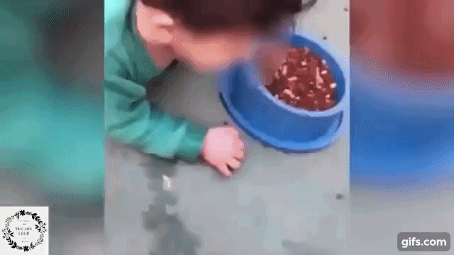 Mẹ bắt con trai vục đầu vào bát thức ăn dành cho chó rồi vô tư cười nói, quay video gửi mẹ chồng, đến lúc bị bắt vẫn mạnh miệng biện minh - 1 Mẹ bắt con trai vục đầu vào bát thức ăn dành cho chó rồi vô tư cười nói, quay video gửi mẹ chồng, đến lúc bị bắt vẫn mạnh miệng biện minh - 1