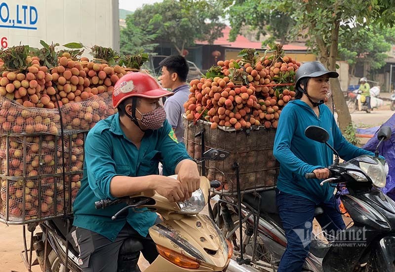 Lập vòng vây kiểm soát, bảo vệ vùng vải thiều 7.000 tỷ Lập vòng vây kiểm soát, bảo vệ vùng vải thiều 7.000 tỷ
