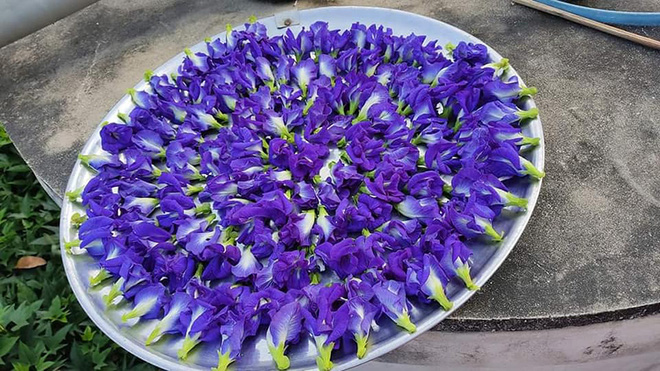 Thứ hoa rụng đầy bờ rào giờ được tiểu thương chợ mạng bán giá gần nửa triệu đồng/kg - 3 Thứ hoa rụng đầy bờ rào giờ được tiểu thương chợ mạng bán giá gần nửa triệu đồng/kg - 3