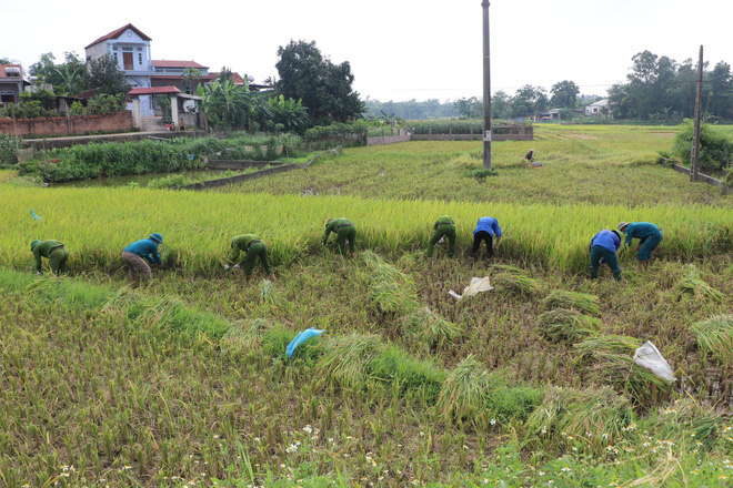 Công an xuống xã lội ruộng gặt lúa giúp các F1, F2 đang phải cách ly - 1 Công an xuống xã lội ruộng gặt lúa giúp các F1, F2 đang phải cách ly - 1