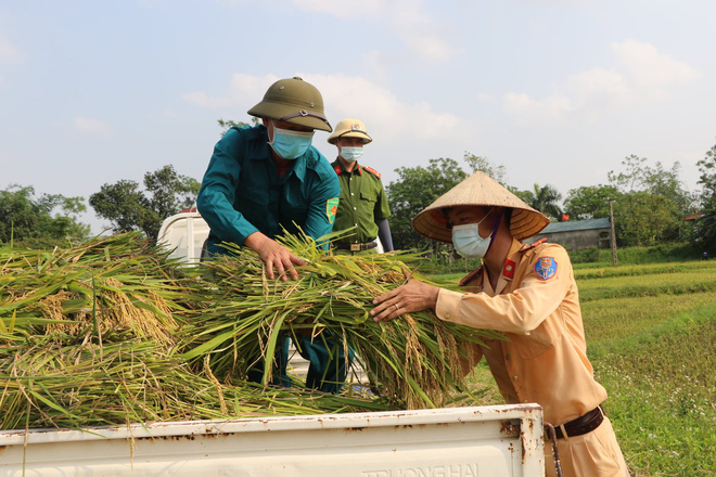 Công an xuống xã lội ruộng gặt lúa giúp các F1, F2 đang phải cách ly - 4 Công an xuống xã lội ruộng gặt lúa giúp các F1, F2 đang phải cách ly - 4