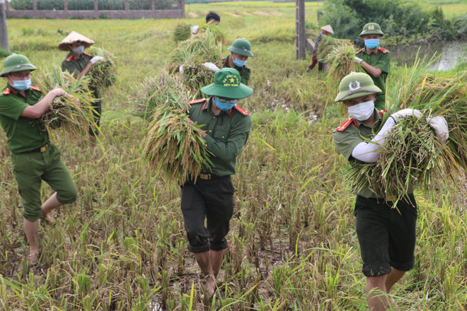 Công an xuống xã lội ruộng gặt lúa giúp các F1, F2 đang phải cách ly Công an xuống xã lội ruộng gặt lúa giúp các F1, F2 đang phải cách ly