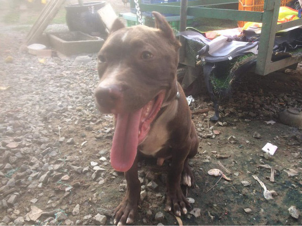 Vụ chó Pitbull nặng gần 60kg cắn chết người: Chủ nuôi từng đi cai nghiện hơn 10 lần, vẫn chưa xác định được danh tính nạn nhân Vụ chó Pitbull nặng gần 60kg cắn chết người: Chủ nuôi từng đi cai nghiện hơn 10 lần, vẫn chưa xác định được danh tính nạn nhân