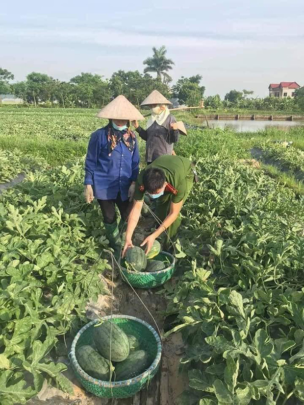 Nắng nóng gay gắt, công an Bắc Giang phơi mình giúp người dân thu hoạch dưa hấu Nắng nóng gay gắt, công an Bắc Giang phơi mình giúp người dân thu hoạch dưa hấu