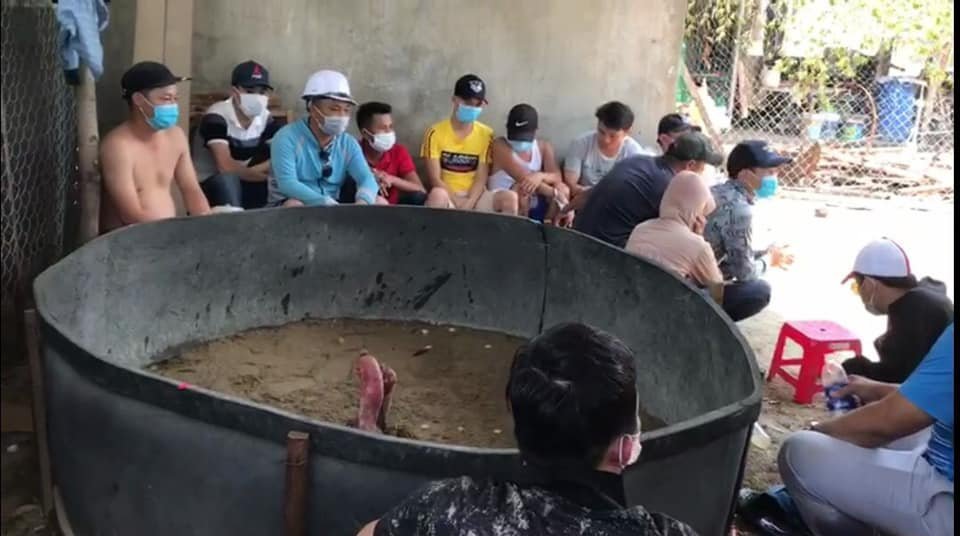 Bị phạt 225 triệu đồng vì tụ tập đá gà giữa mùa dịch Bị phạt 225 triệu đồng vì tụ tập đá gà giữa mùa dịch
