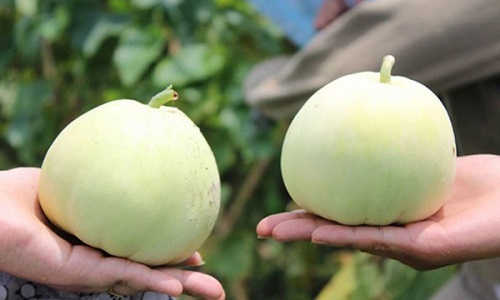 Ăn dưa lê nếu biết 3 điều này sẽ cực tốt cho sức khỏe, bạn nhất định phải biết để tránh ngộ độc - 4 Ăn dưa lê nếu biết 3 điều này sẽ cực tốt cho sức khỏe, bạn nhất định phải biết để tránh ngộ độc - 4