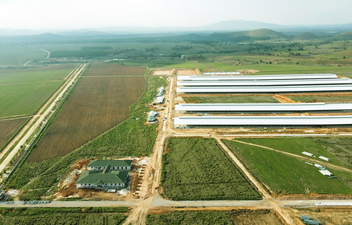 Siêu dự án trang trại của Vinamilk tại Lào sẽ 'cho sữa' vào đầu 2022 Siêu dự án trang trại của Vinamilk tại Lào sẽ 'cho sữa' vào đầu 2022