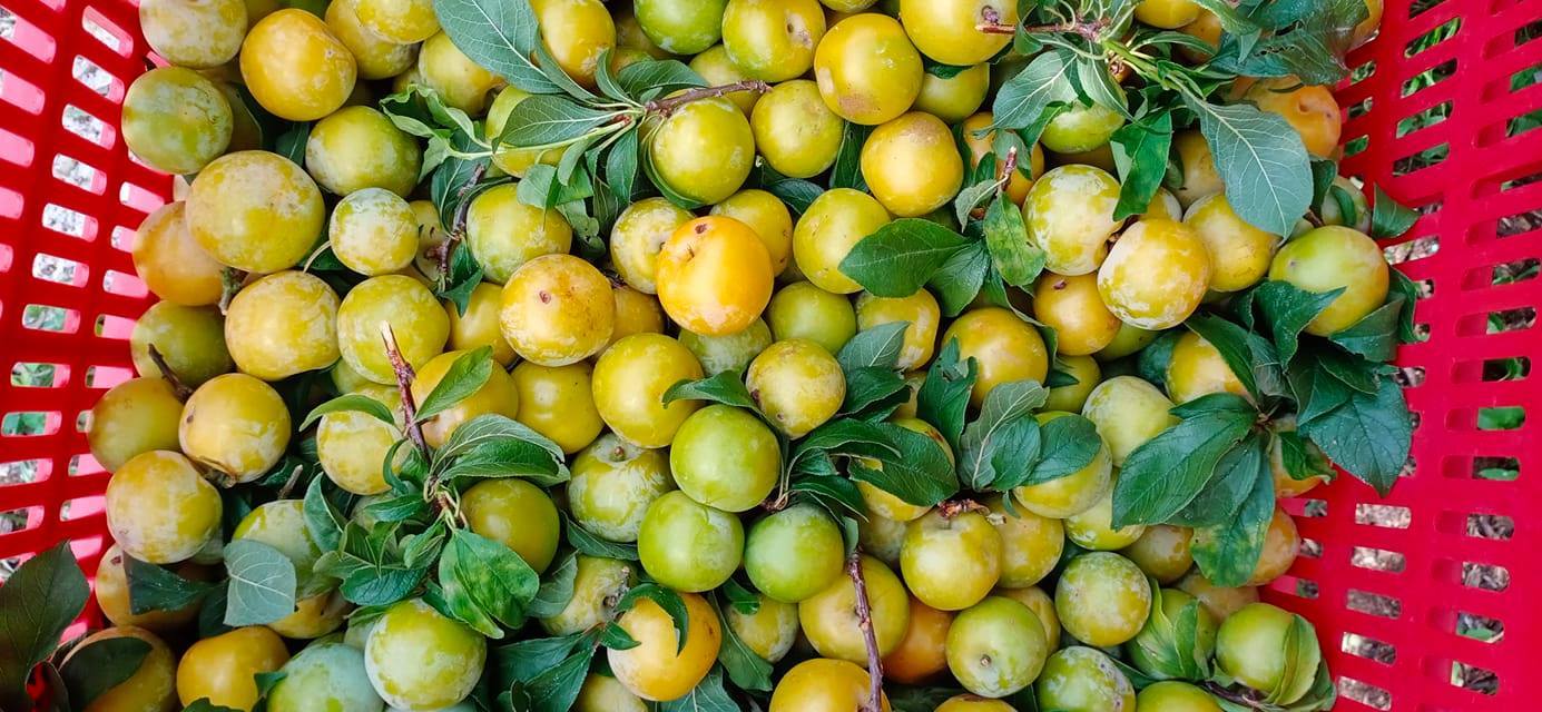 Mận tam hoa mất giá quá nửa, mòn mỏi chờ thương lái tới mua - 2 Mận tam hoa mất giá quá nửa, mòn mỏi chờ thương lái tới mua - 2
