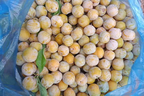 Mận tam hoa mất giá quá nửa, mòn mỏi chờ thương lái tới mua - 1 Mận tam hoa mất giá quá nửa, mòn mỏi chờ thương lái tới mua - 1