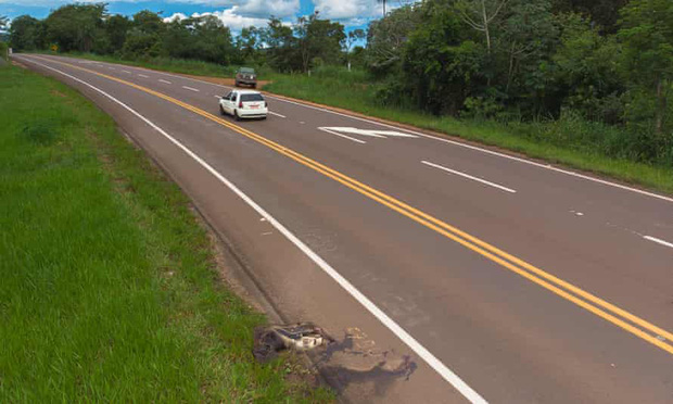Con đường chết chóc nhất: Mỗi năm 3000 xác chết tại 'xa lộ tử thần' của Brazil, cái giá quá đắt mà thiên nhiên phải trả vì con người - 3 Con đường chết chóc nhất: Mỗi năm 3000 xác chết tại 'xa lộ tử thần' của Brazil, cái giá quá đắt mà thiên nhiên phải trả vì con người - 3