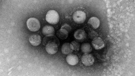 Phát hiện 2 con virus 'anh em' với Covid-19: 'Quái vật' 4 trong 1, nhảy từ động vật sang người Phát hiện 2 con virus 'anh em' với Covid-19: 'Quái vật' 4 trong 1, nhảy từ động vật sang người